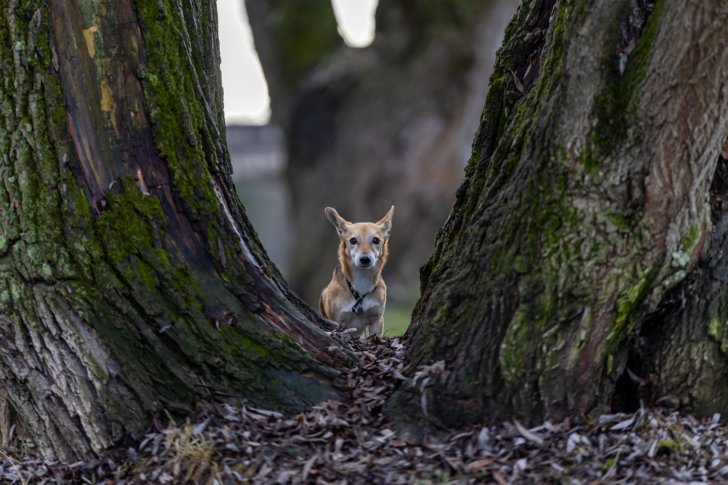 Paulchens-Hundeschule / Hunde-und Tierfotografie - Hundetraining und Fotografie - Hund im verschneiten Wald