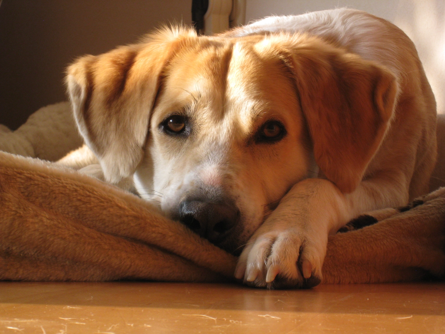Paulchens-Hundeschule / Hunde-und Tierfotografie - Hundetraining und Fotografie - Hund im verschneiten Wald