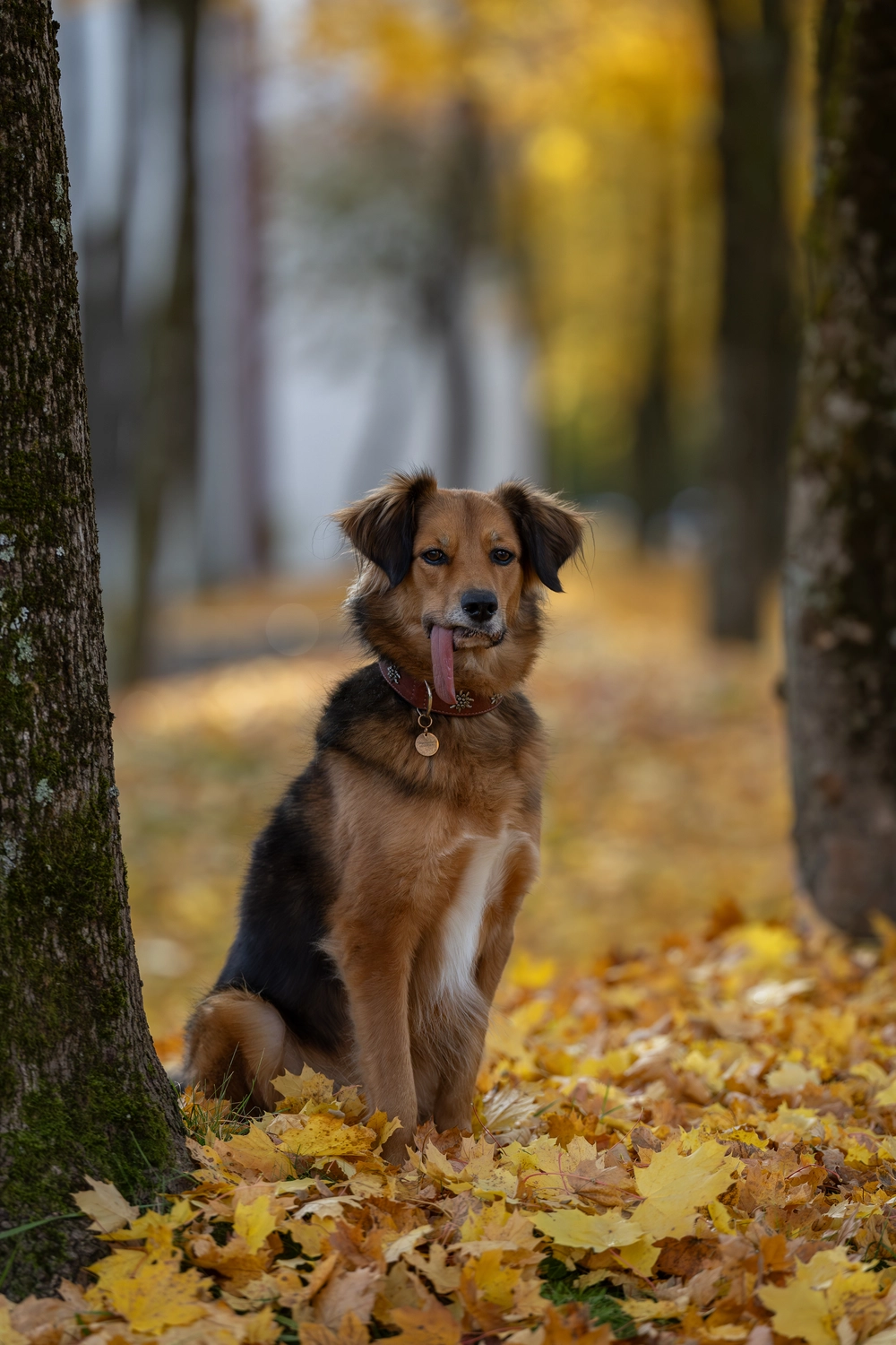 Paulchens-Hundeschule / Hunde-und Tierfotografie - Hundetraining und Fotografie - Hund im verschneiten Wald