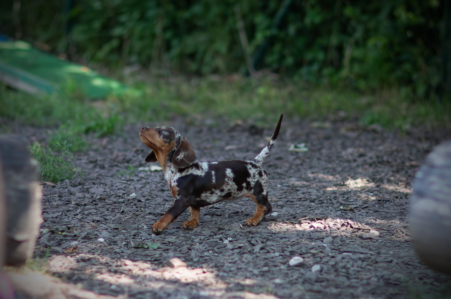 Paulchens-Hundeschule / Hunde-und Tierfotografie - Hundetraining und Fotografie - Hund im verschneiten Wald