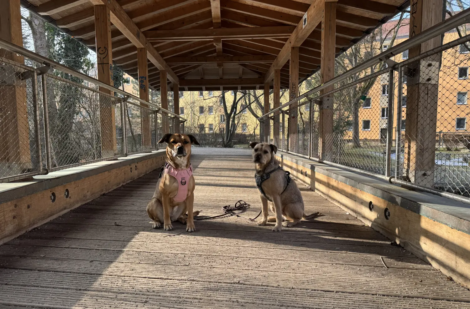 Paulchens_Hundeschule / Hunde-und Tierfotografie - Hundetraining und Fotografie - Hunden
