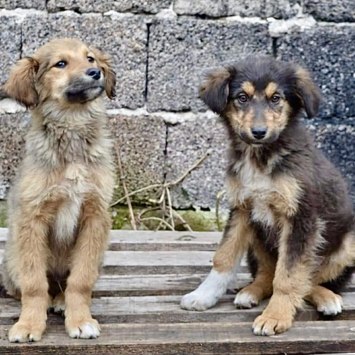 Paulchens-Hundeschule / Hunde-und Tierfotografie - Hundetraining und Fotografie - Hunden