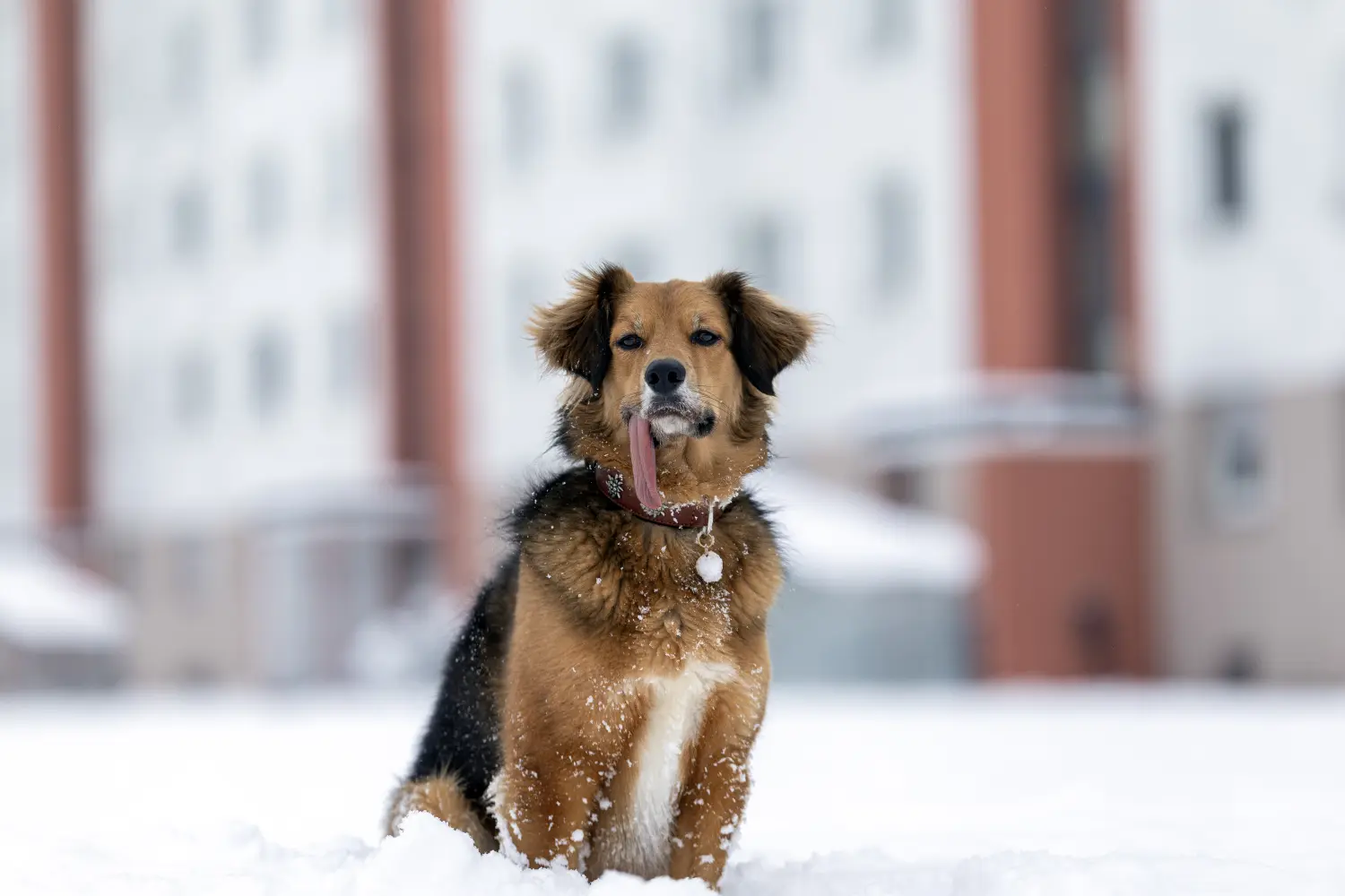 Paulchens-Hundeschule / Hunde-und Tierfotografie - Hundetraining und Fotografie - Hund im verschneiten Wald