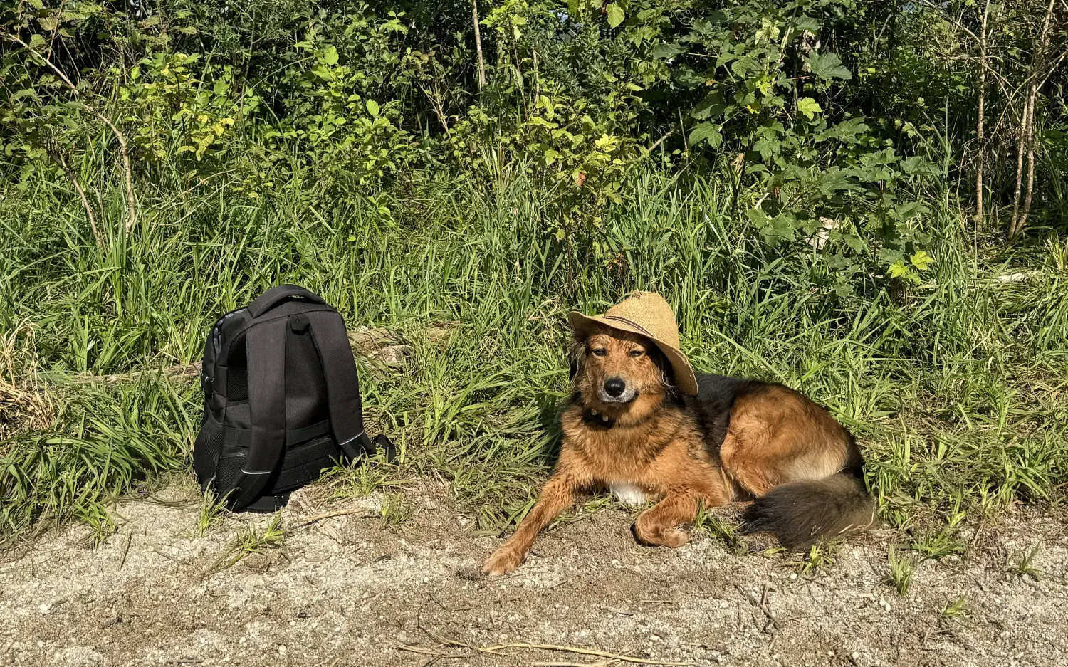 Paulchens-Hundeschule / Hunde-und Tierfotografie - Hundetraining und Fotografie - Hund