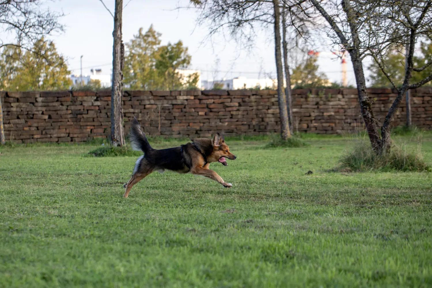 Paulchens-Hundeschule / Hunde-und Tierfotografie - Hundetraining und Fotografie - Hund