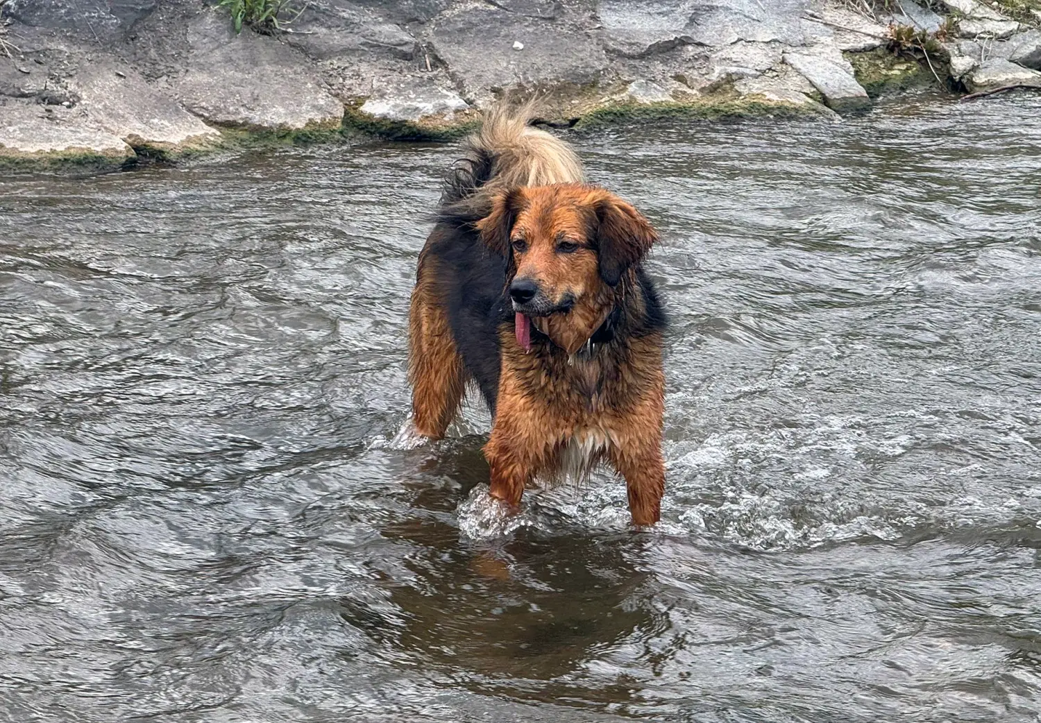 Paulchens-Hundeschule / Hunde-und Tierfotografie - Hundetraining und Fotografie - Hund
