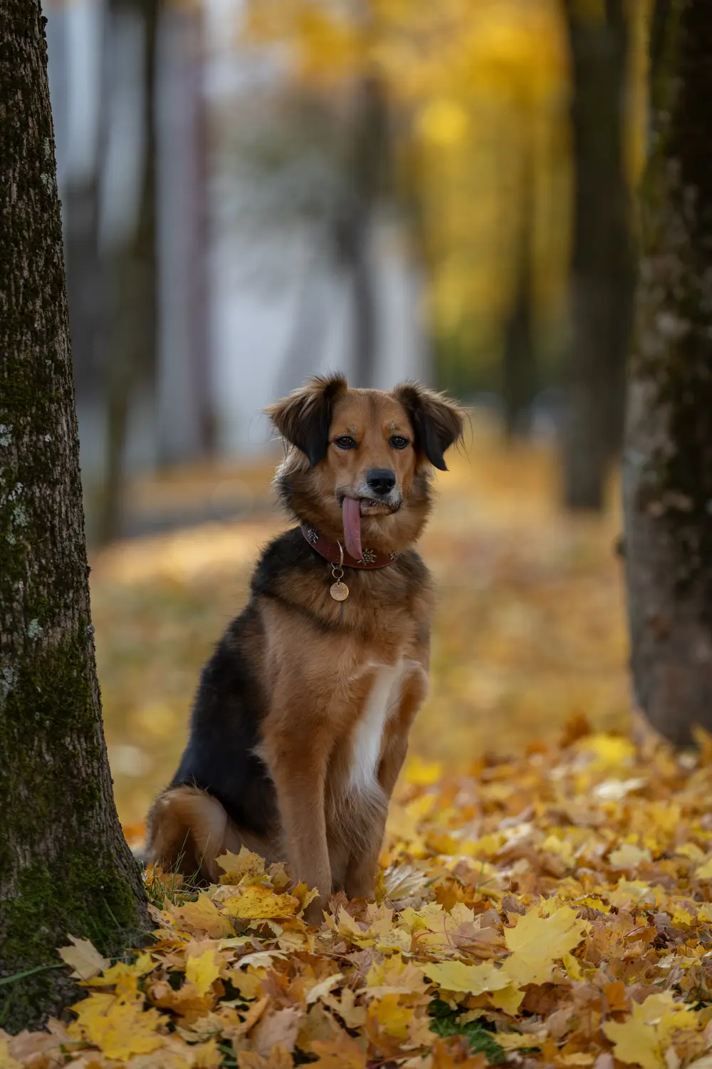Paulchens-Hundeschule / Hunde-und Tierfotografie - Hundetraining und Fotografie - Paulchen Hund