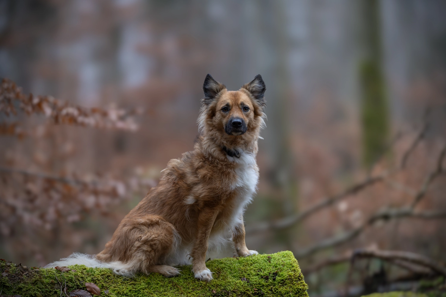 Paulchens_Hundeschule / Hunde-und Tierfotografie - Hundetraining und Fotografie - Hund