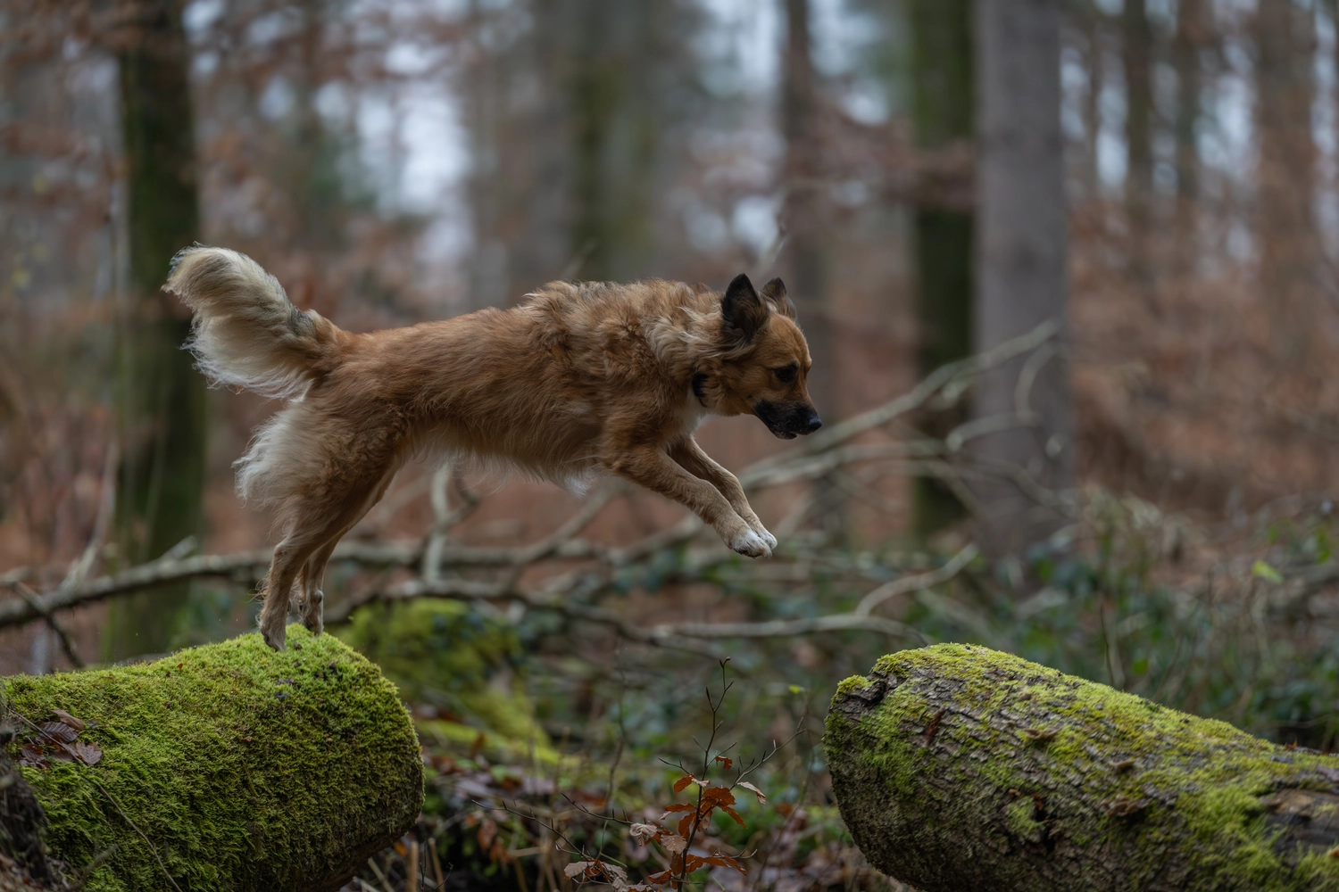 Paulchens_Hundeschule / Hunde-und Tierfotografie - Hundetraining und Fotografie - Hund