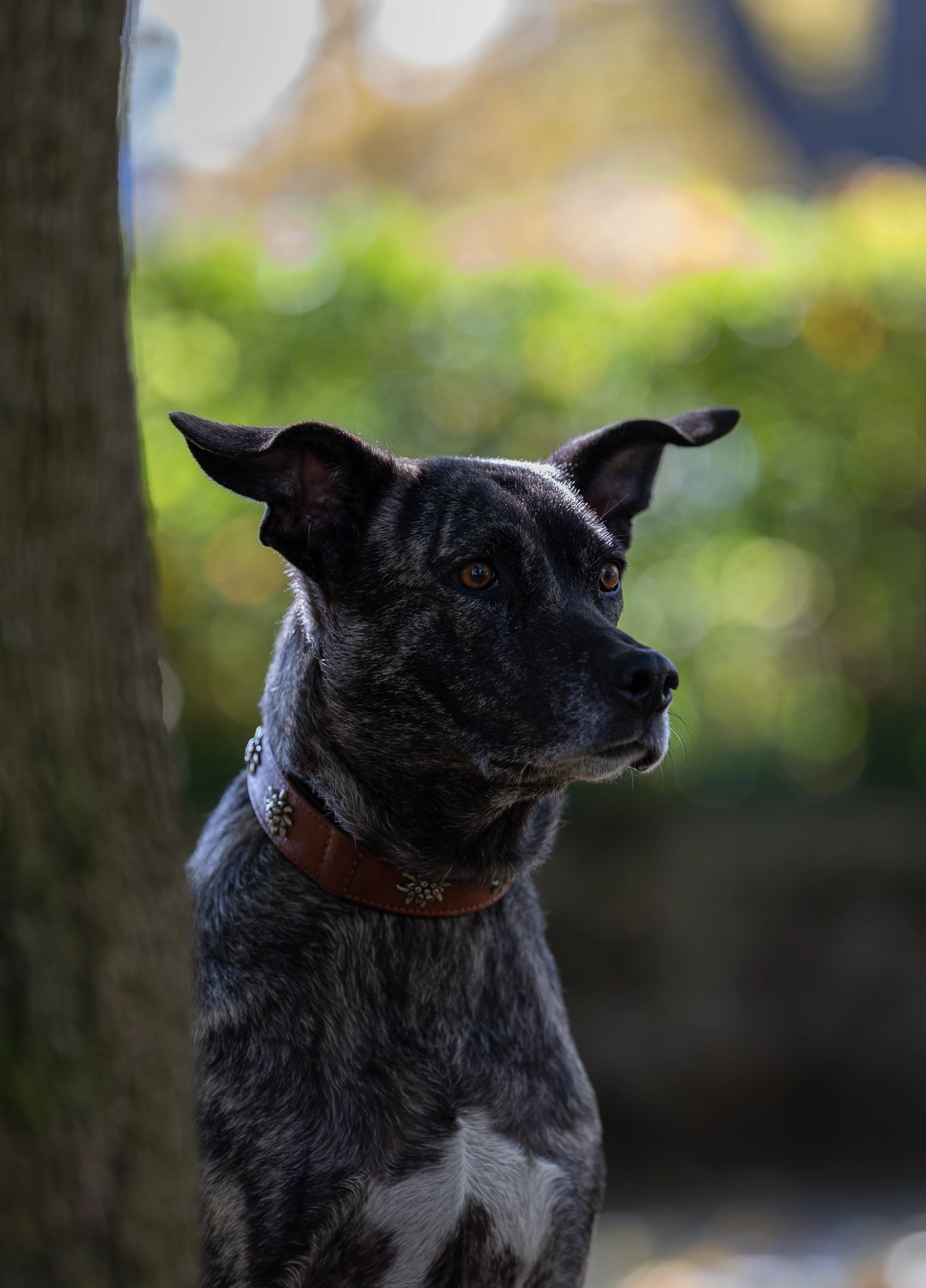 Paulchens_Hundeschule / Hunde-und Tierfotografie - Hundetraining und Fotografie - Hund