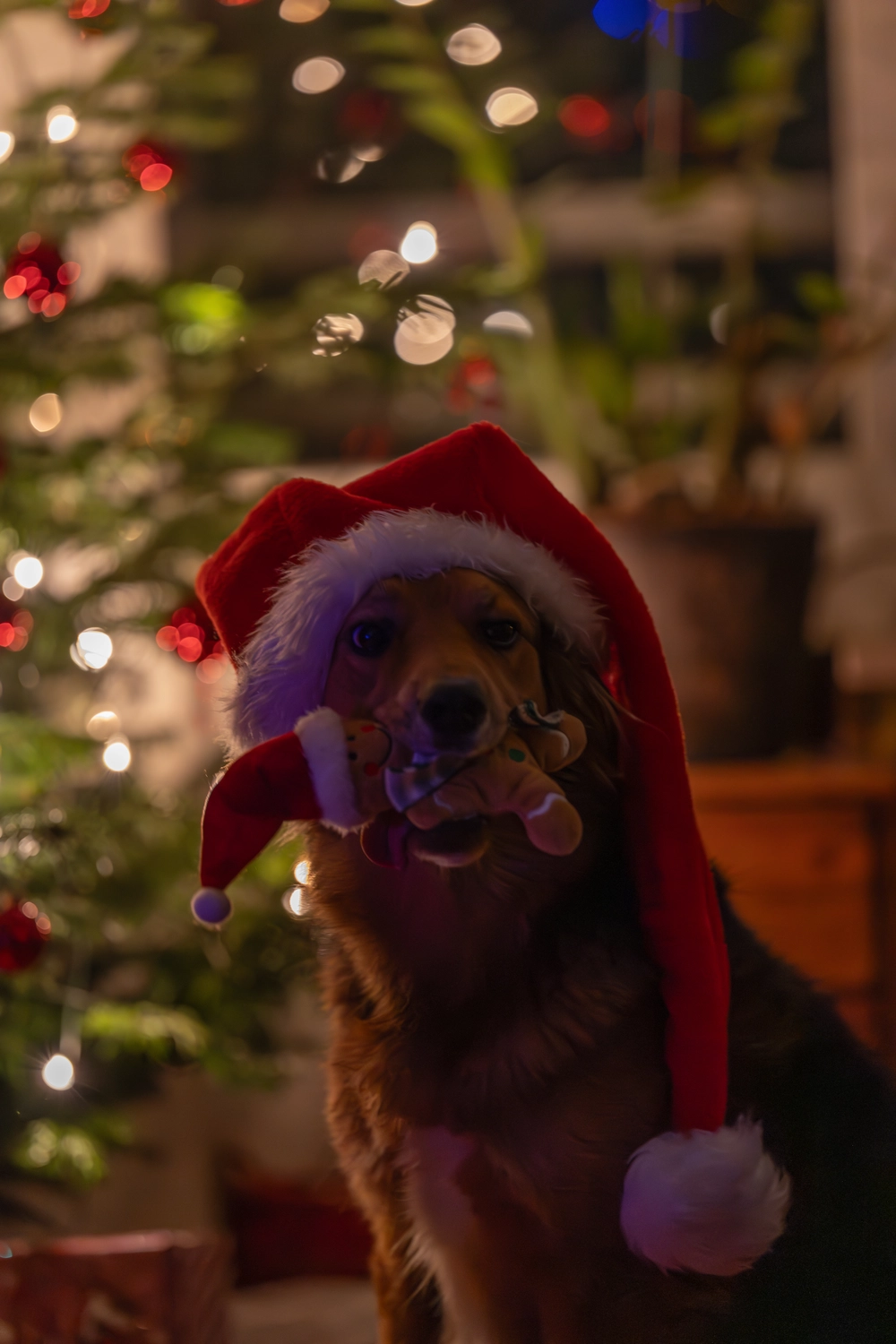 Paulchens_Hundeschule / Hunde-und Tierfotografie - Hundetraining und Fotografie - Derselbe Hund mit Weihnachtsmannmütze vor einem Weihnachtsbaum.
