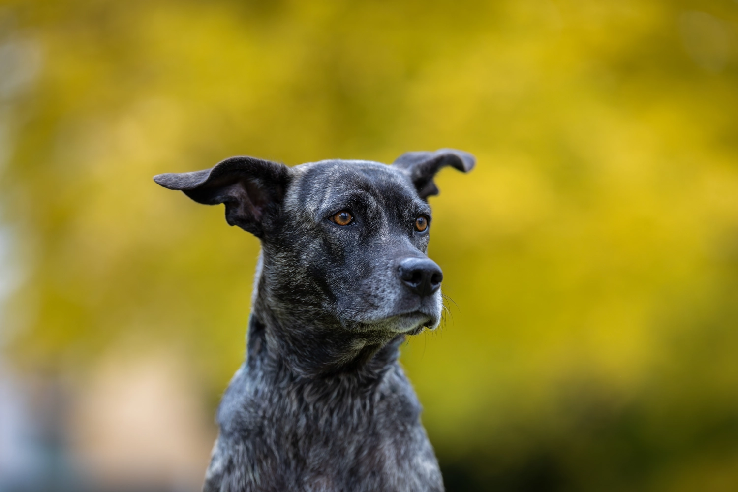 Paulchens-Hundeschule / Hunde-und Tierfotografie - Hundetraining und Fotografie - Hund im verschneiten Wald