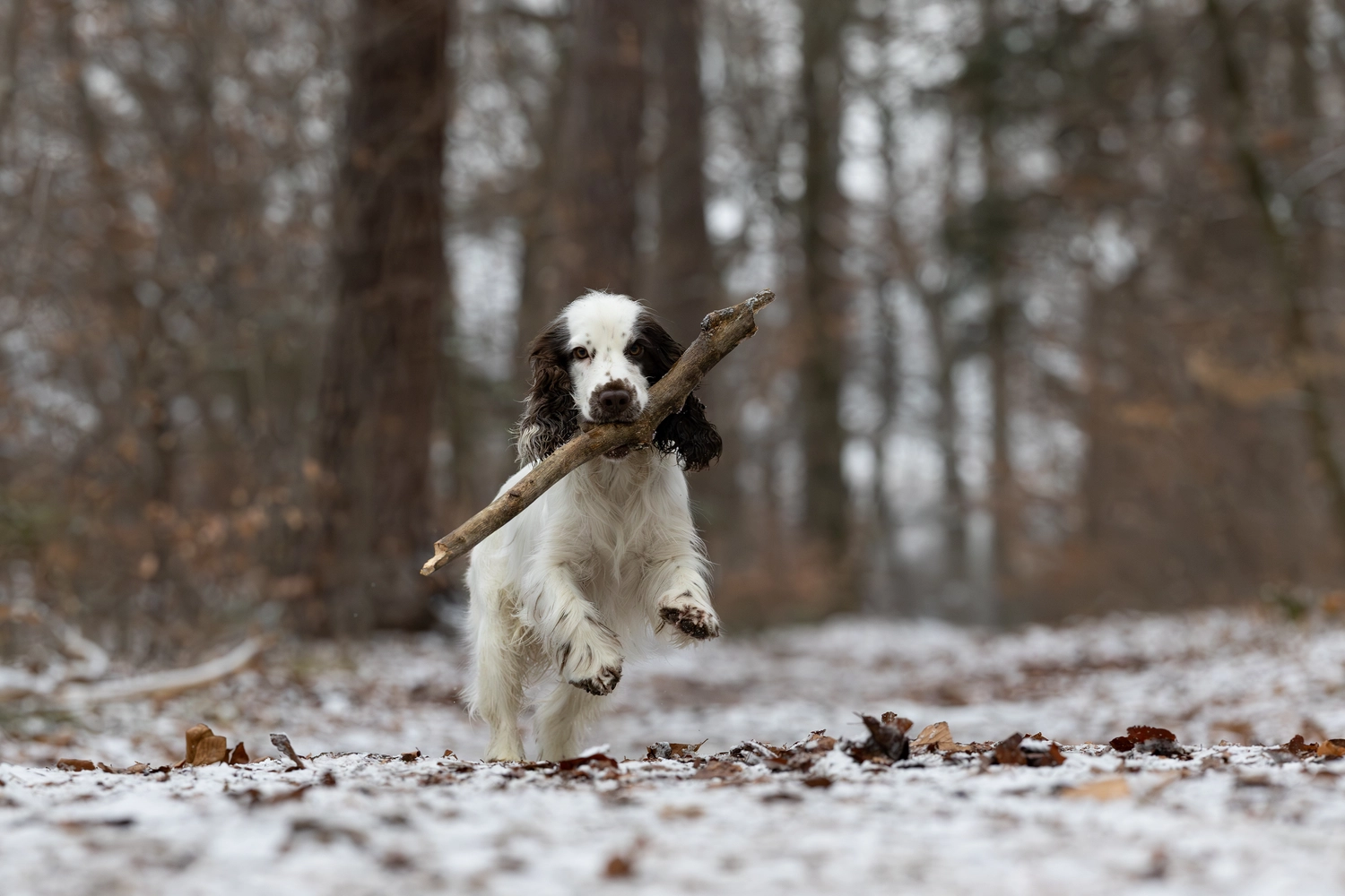 Paulchens-Hundeschule / Hunde-und Tierfotografie - Hundetraining und Fotografie - Hund im verschneiten Wald