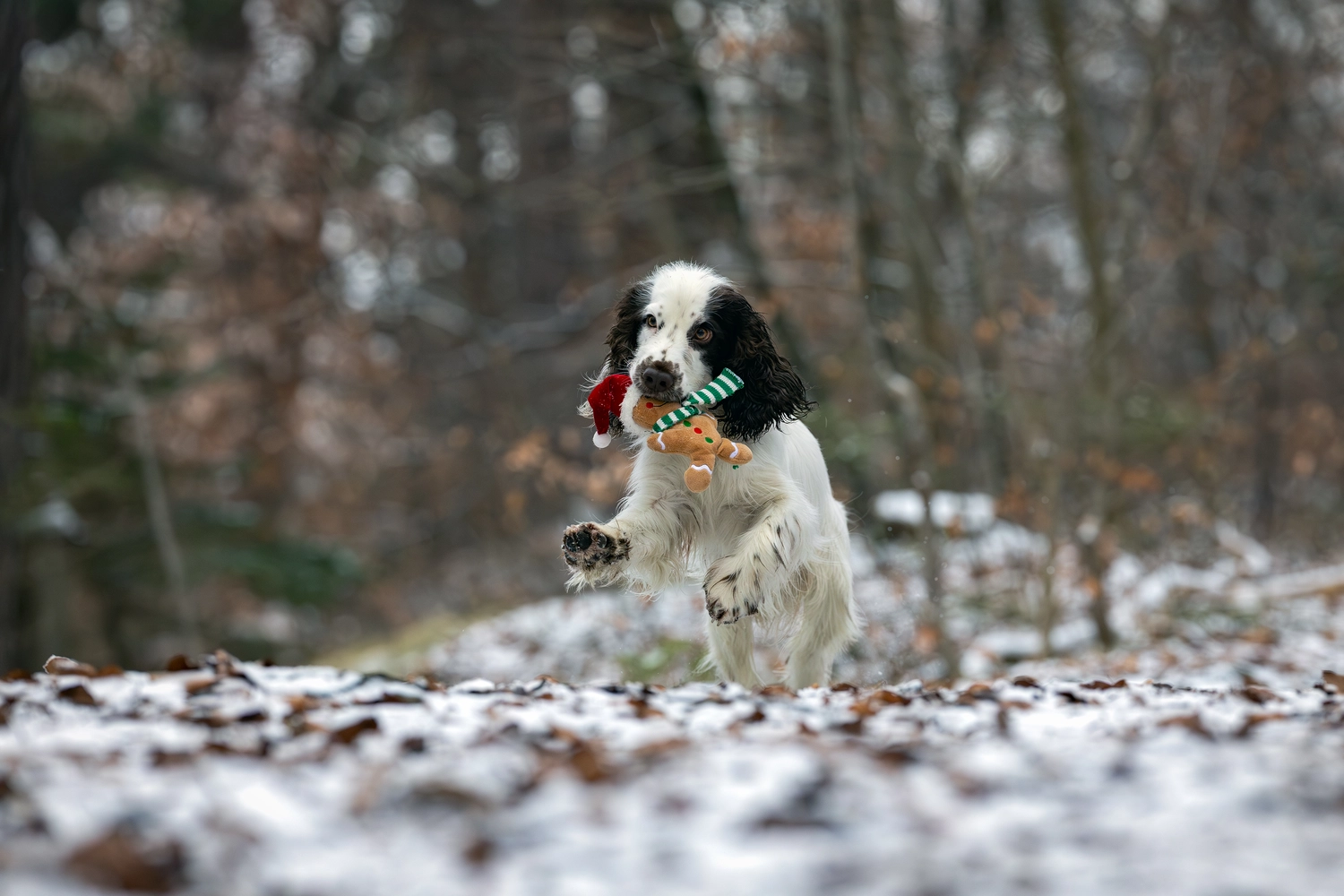 Paulchens-Hundeschule / Hunde-und Tierfotografie - Hundetraining und Fotografie - Hund im verschneiten Wald