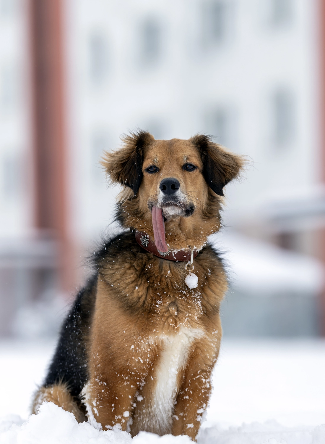 Paulchens-Hundeschule / Hunde-und Tierfotografie - Hundetraining und Fotografie - Hund im verschneiten Wald